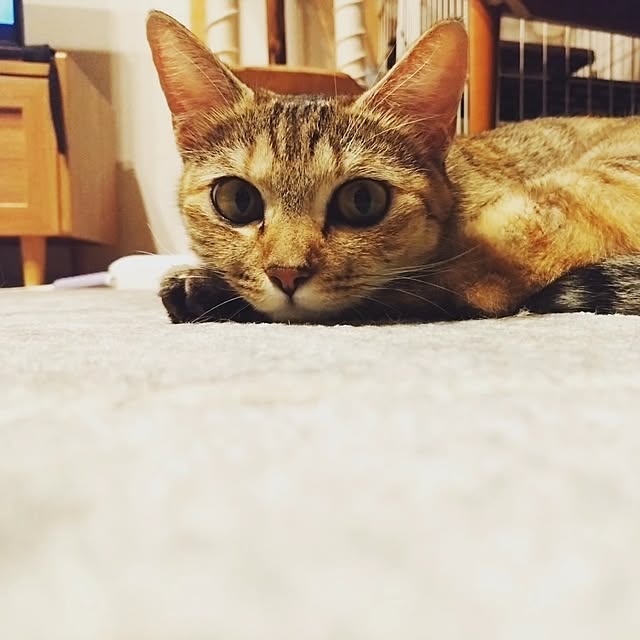 mamekoさんの実例写真