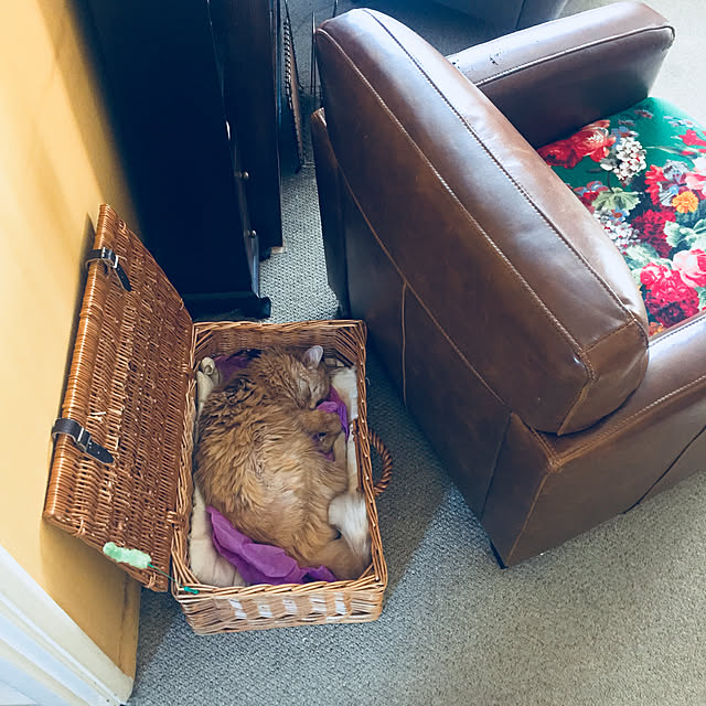nekohigeさんの実例写真