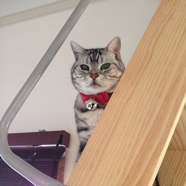 pekoさんの実例写真