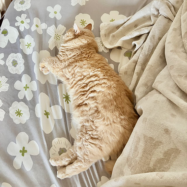 naokoさんの実例写真