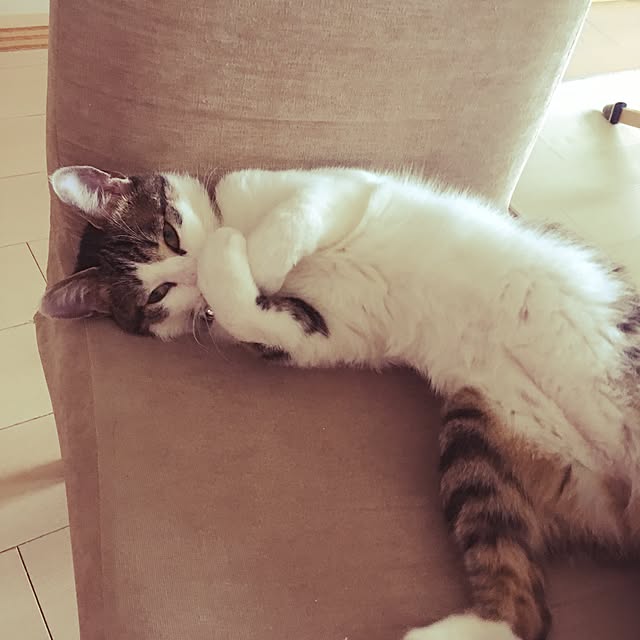 tiara0607さんの実例写真
