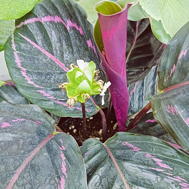 hanachanさんの実例写真