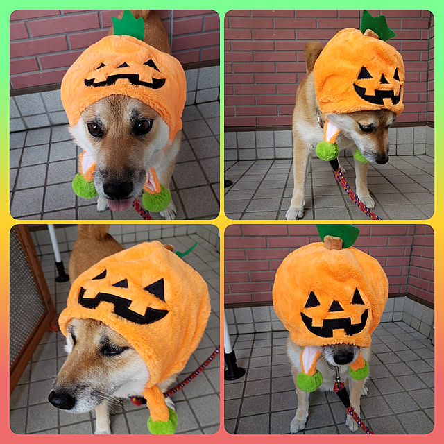 nanaさんの実例写真
