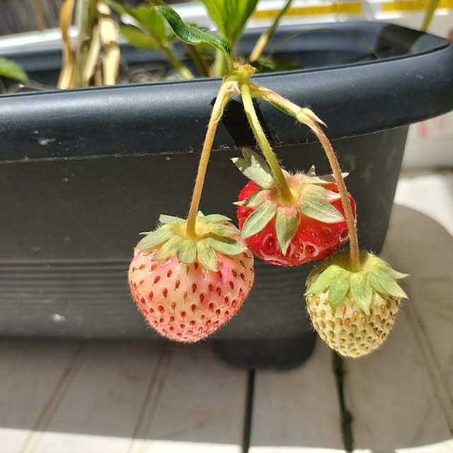 aoiroさんの部屋