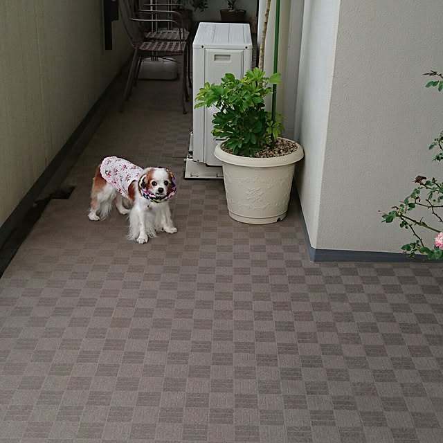 lilyさんの実例写真