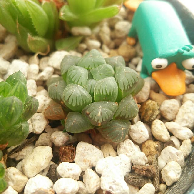 aiさんの実例写真