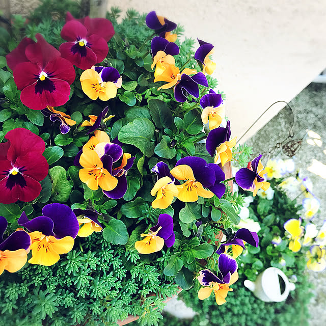 portulacaさんの実例写真