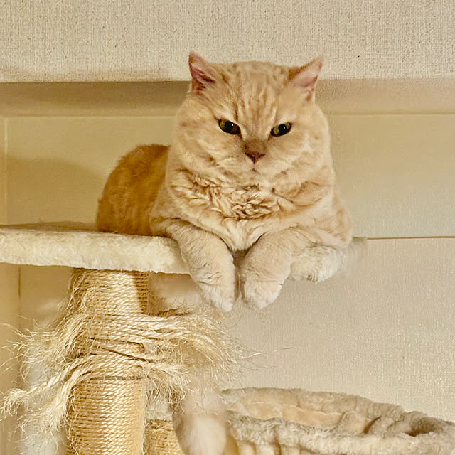 naokoさんの実例写真