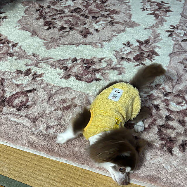 chIoeさんの実例写真