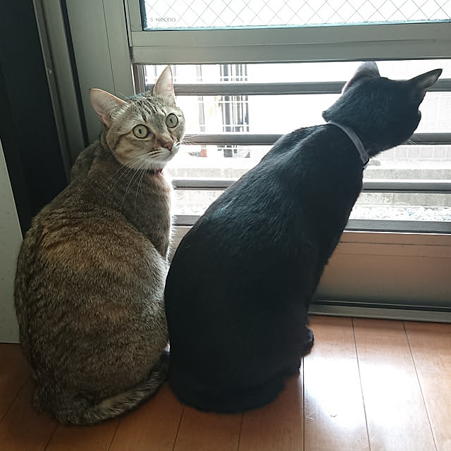 maikyさんの実例写真