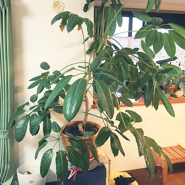 観葉植物/リビングのインテリア実例 - 2019-12-12 21:35:27