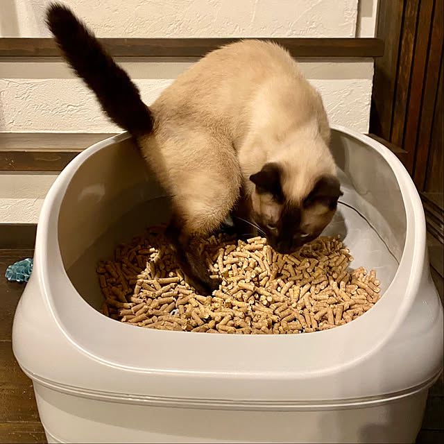 capelさんの部屋
