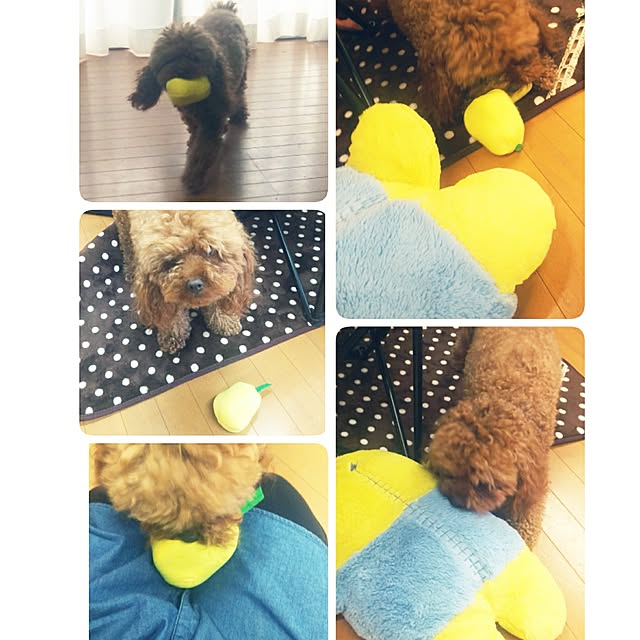 cherrycherryさんの実例写真