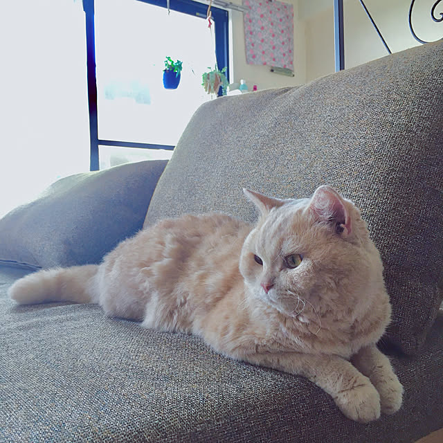 naokoさんの実例写真