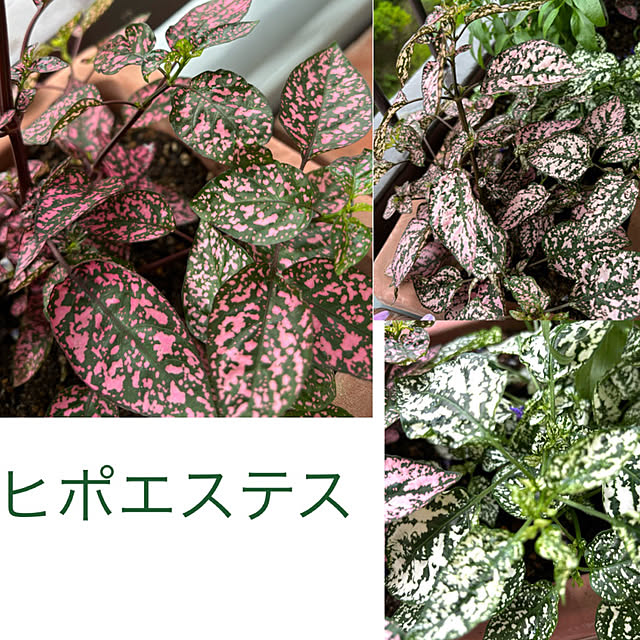 syutmmさんの部屋