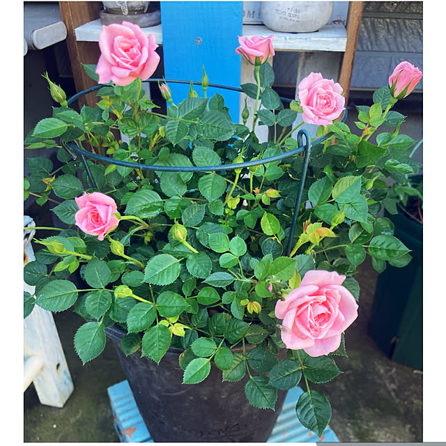 CoCo0617さんの実例写真