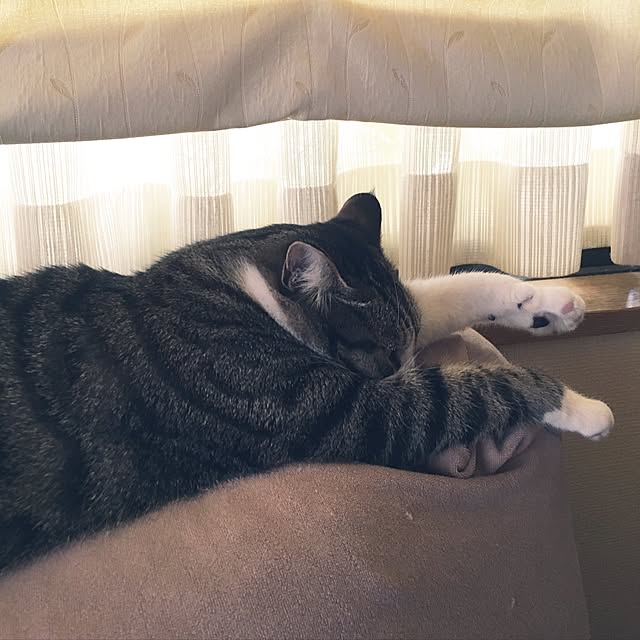 kimikimiさんの実例写真