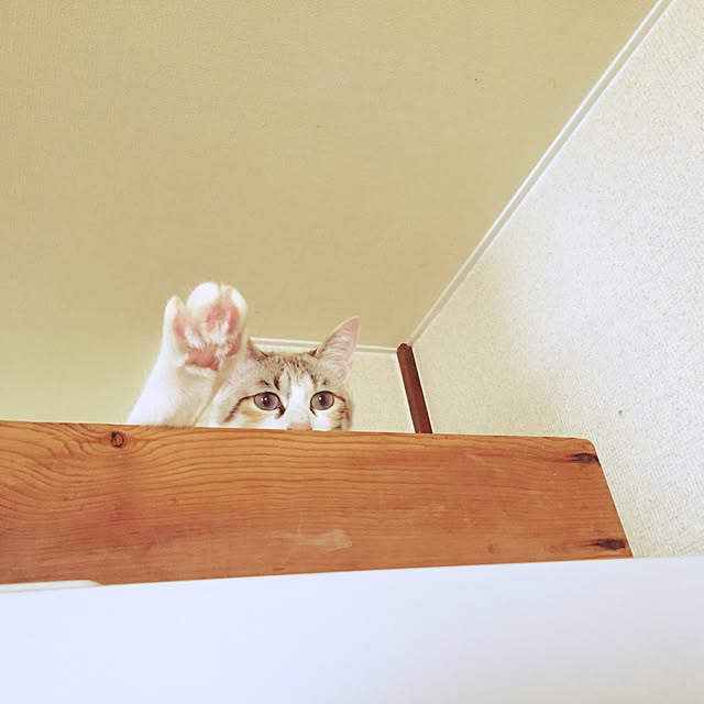 キッチンのインテリア実例 - 2016-02-03 15:23:56