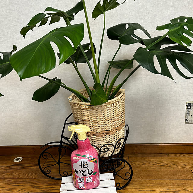 chIoeさんの部屋