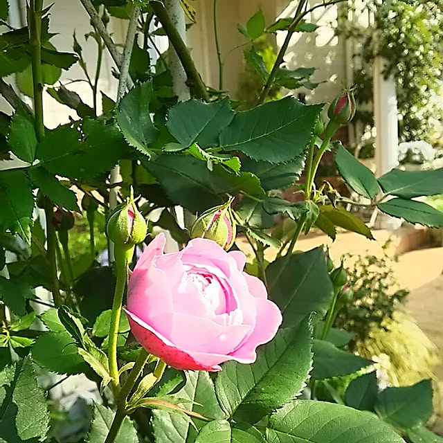 s.mamaさんの実例写真