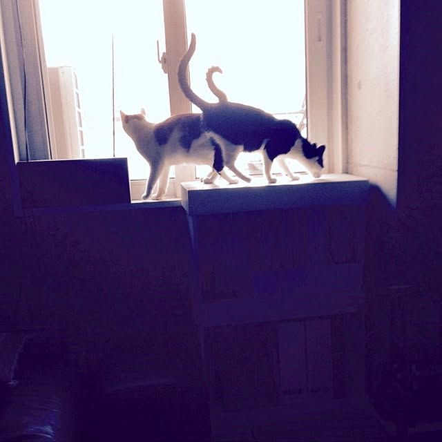 ziziguguさんの実例写真