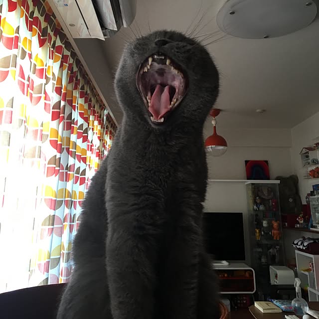 ikettenさんの実例写真