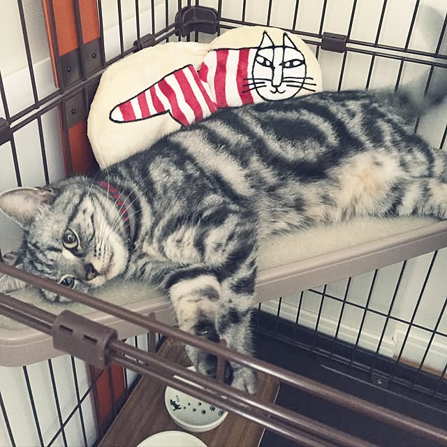 hiyupan88さんの実例写真