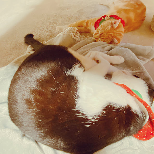 moolさんの実例写真