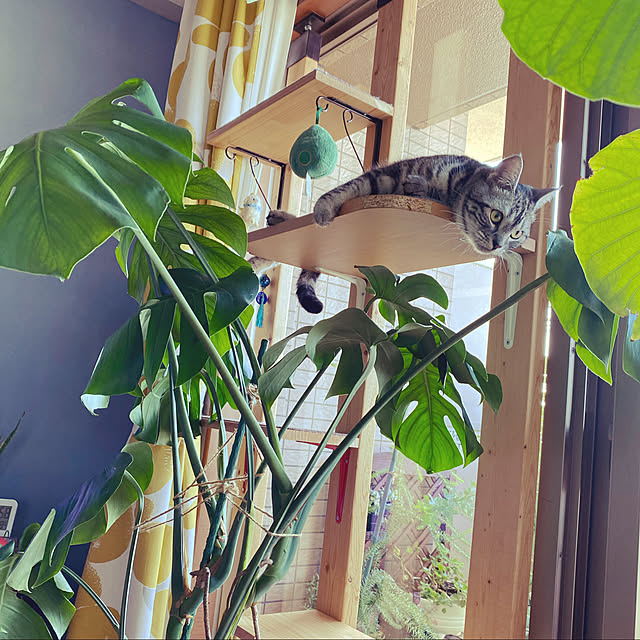 yuzuaoさんの実例写真