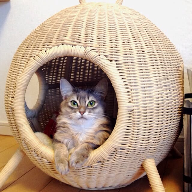 shihoさんの実例写真