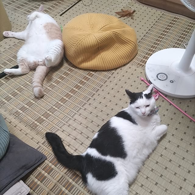 yuuさんの実例写真