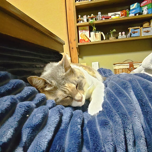 fukuさんの実例写真