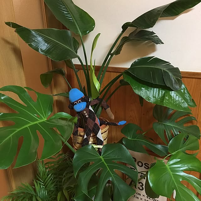miさんの実例写真