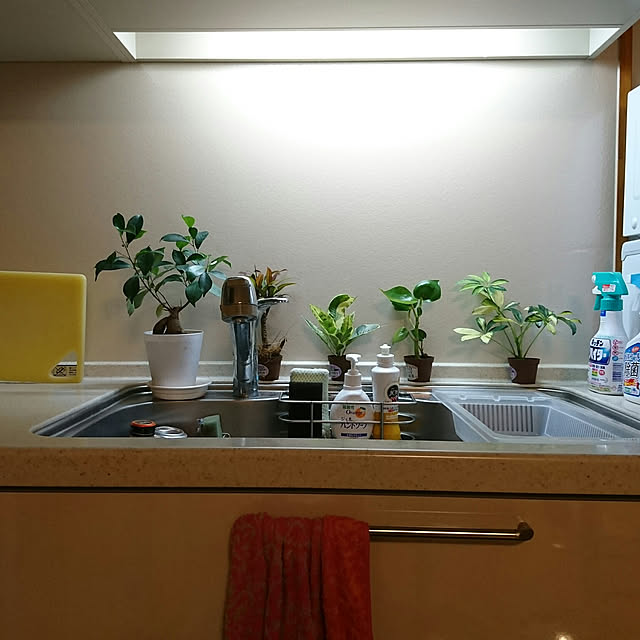 キッチン/観葉植物のインテリア実例 - 2018-08-16 21:48:14
