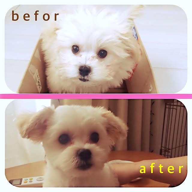maru-cheeさんの実例写真