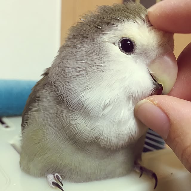 kaotanさんの実例写真
