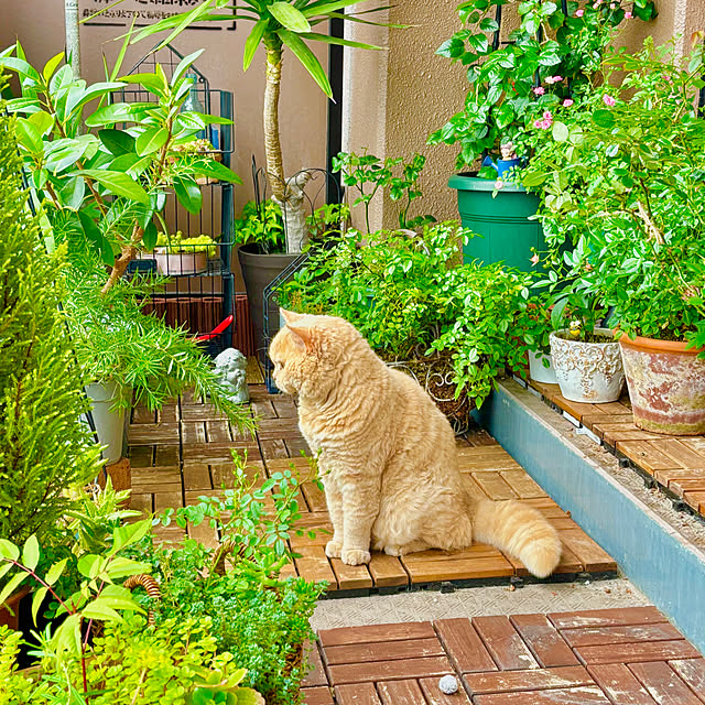 玄関/入り口/梅雨入り/癒し/ねこのいる日常/ねこと暮らす...などのインテリア実例 - 2025-06-09 15:36:20