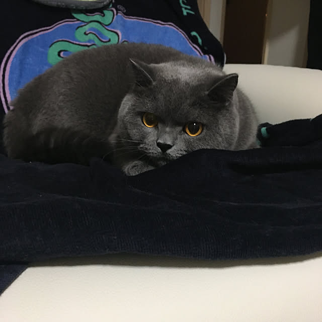 kittyさんの実例写真