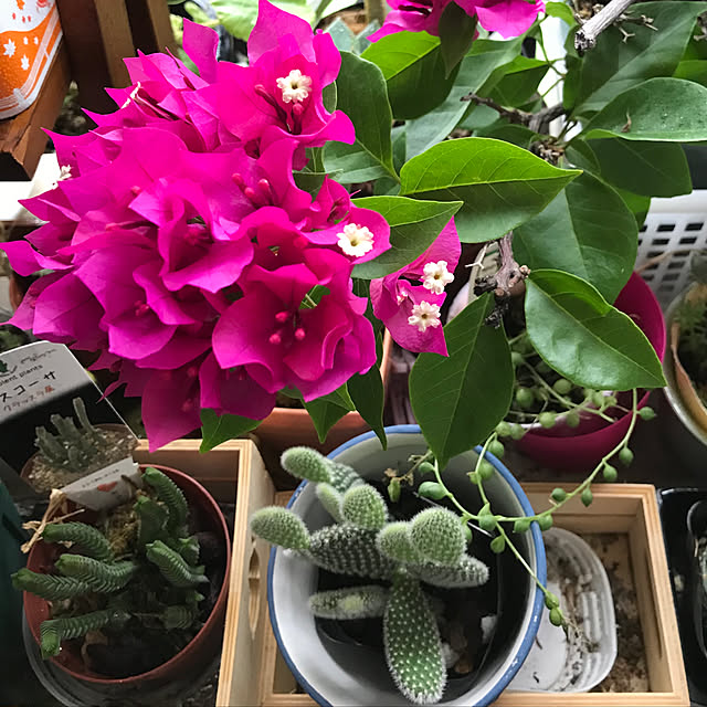 fuuさんの実例写真