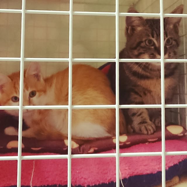 Tamaさんの実例写真