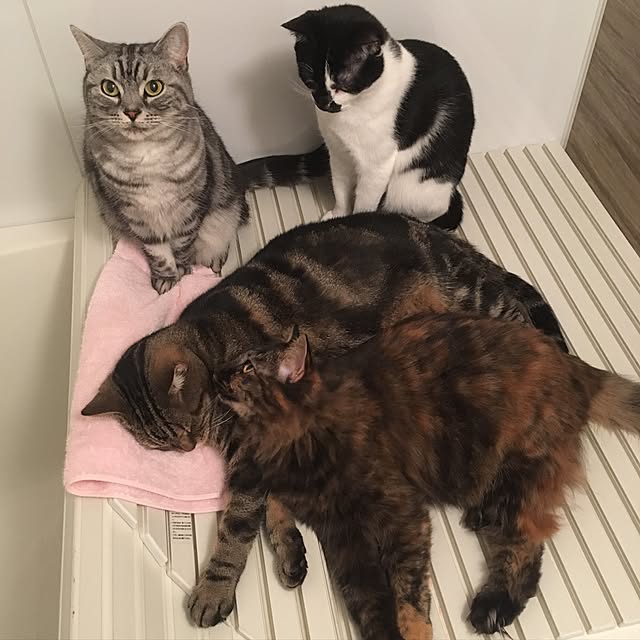 mikomaruさんの実例写真