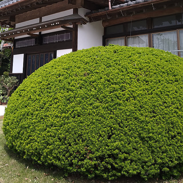 y.ebihara0811さんの実例写真