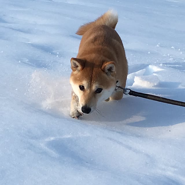 yuppiさんの実例写真