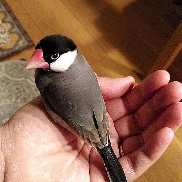 fujifujiさんの実例写真