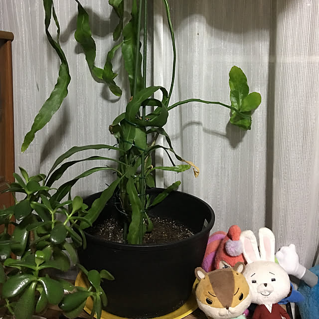 y_bitonさんの実例写真
