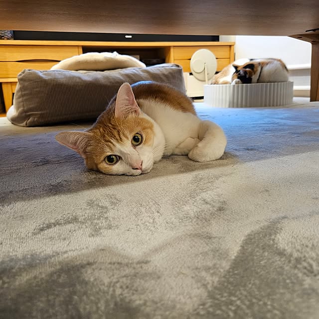 koyurizuさんの実例写真