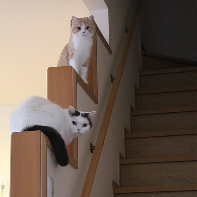 rekomamaさんの実例写真