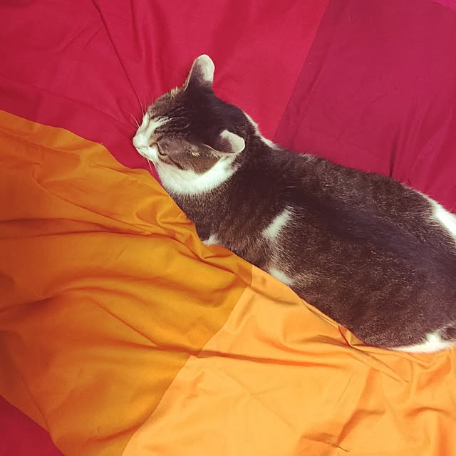 Marikoさんの実例写真
