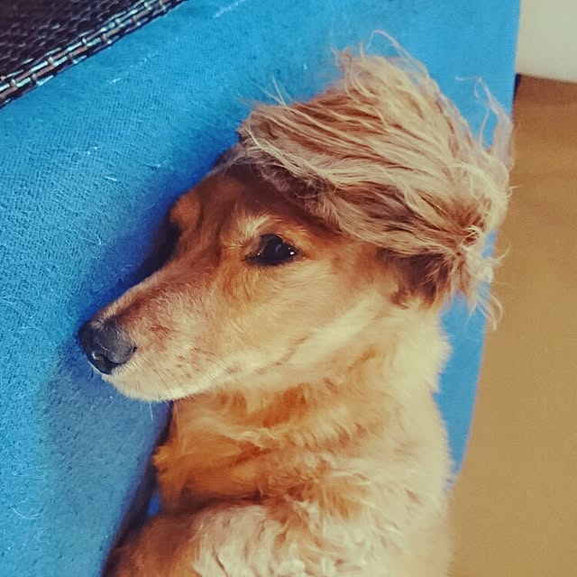 cocosorasakuさんの実例写真