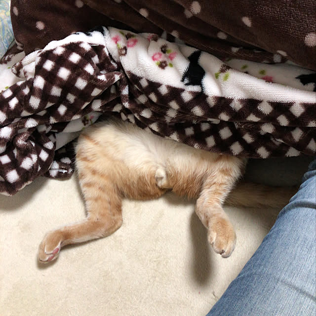 kotetuさんの実例写真